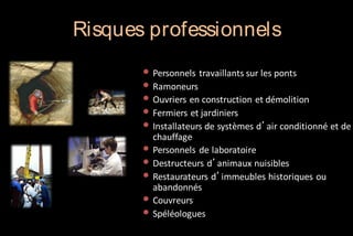 Risques professionnels
• Personnels travaillants sur les ponts
• Ramoneurs
• Ouvriers en construction et démolition
• Fermiers et jardiniers
• Installateurs de systèmes d’air conditionné et de
•
•
•
•
•

chauffage
Personnels de laboratoire
Destructeurs d’animaux nuisibles
Restaurateurs d’immeubles historiques ou
abandonnés
Couvreurs
Spéléologues

 