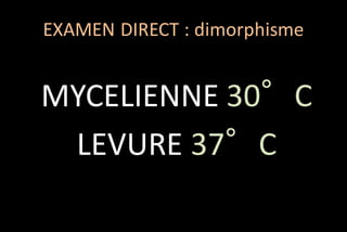 EXAMEN DIRECT : dimorphisme

MYCELIENNE 30°C
LEVURE 37°C

 