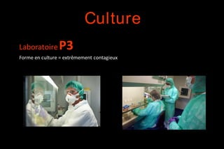 Culture
Laboratoire

P3

Forme en culture = extrêmement contagieux

 