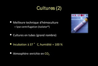 Cultures (2)

• Meilleure technique d'hémoculture
= lyse-centrifugation (Isolator®)

• Cultures en tubes (grand nombre)
• Incubation à 37 °C, humidité = 100 %

• Atmosphère enrichie en CO2

 