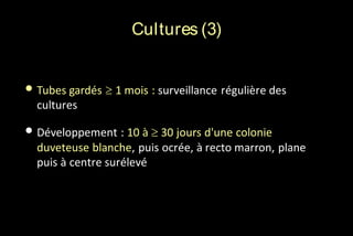 Cultures (3)

• Tubes gardés  1 mois : surveillance régulière des
cultures

• Développement : 10 à  30 jours d'une colonie
duveteuse blanche, puis ocrée, à recto marron, plane
puis à centre surélevé

 