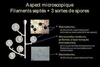 A spect microscopique
Filaments septés + 3 sortes de spores
• Macroaleuries,
de 10 à 25 μm, à paroi épaisse et
échinulée ou tuberculée (10 % des spores)

• Microconidies rondes ou

piriformes à base tronquée
(microaleuries),
de 2 à 3 μm, formées directement sur le
filament ou sur un court pédoncule =
contamination

• Macroaleuries,
de 10 à 25 μm, à paroi épaisse et lisse

 