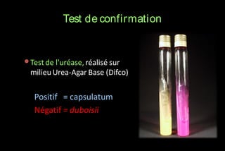 Test de confirmation

• Test de l'uréase, réalisé sur
milieu Urea-Agar Base (Difco)

Positif = capsulatum
Négatif = duboisii

 