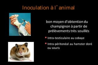 Inoculation à l’animal
bon moyen d'obtention du
champignon à partir de
prélèvements très souillés

• Intra-testiculaire au cobaye
• Intra-péritonéal au hamster doré
ou souris

 