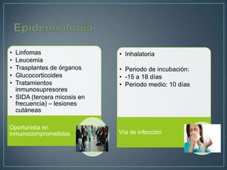 •
•
•
•
•

Linfomas
Leucemia
Trasplantes de órganos
Glucocorticoides
Tratamientos
inmunosupresores
• SIDA (tercera micosis en
frecuencia) – lesiones
cutáneas
Oportunista en
inmunocomprometidos

• Inhalatoria
• Periodo de incubación:
• -15 a 18 días
• Periodo medio: 10 días

Vía de infección

 