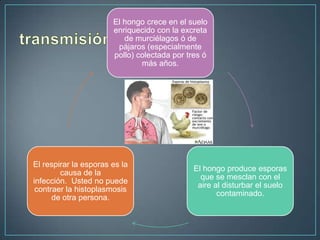 El hongo crece en el suelo
enriquecido con la excreta
de murciélagos ó de
pájaros (especialmente
pollo) colectada por tres ó
más años.

El respirar la esporas es la
causa de la
infección. Usted no puede
contraer la histoplasmosis
de otra persona.

El hongo produce esporas
que se mesclan con el
aire al disturbar el suelo
contaminado.

 