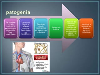Se produce
por vía
respiratoria.
Microconidios
capturados
por
macrófagos

Gérmenes
llegan al
alveolo
pulmonar:
fagocitados
por
macrófagos.

Germinan
dando
blastosporas.
Se reproducen
localmente

Siguen vía
linfática.

A través de
conducto
torácico
invaden vía
sanguínea y
se diseminan
a tejidos y a
órganos.

Parasitan a
órganos del
sistema
inmunohistocitario.

 