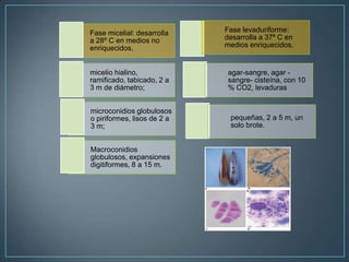 Fase micelial: desarrolla
a 28º C en medios no
enriquecidos,

Fase levaduriforme:
desarrolla a 37º C en
medios enriquecidos,

micelio hialino,
ramificado, tabicado, 2 a
3 m de diámetro;

agar-sangre, agar sangre- cisteína, con 10
% CO2, levaduras

microconidios globulosos
o piriformes, lisos de 2 a
3 m;

pequeñas, 2 a 5 m, un
solo brote.

Macroconidios
globulosos, expansiones
digitiformes, 8 a 15 m.

 