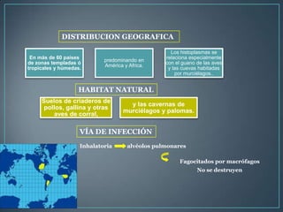 DISTRIBUCION GEOGRAFICA
En más de 60 países
de zonas templadas ó
tropicales y húmedas.

predominando en
América y Africa.

Los histoplasmas se
relaciona especialmente
con el guano de las aves
y las cuevas habitadas
por murciélagos..

HABITAT NATURAL
Suelos de criaderos de
pollos, gallina y otras
aves de corral,

y las cavernas de
murciélagos y palomas.

VÍA DE INFECCIÓN
Inhalatoria

alvéolos pulmonares
Fagocitados por macrófagos
No se destruyen

 
