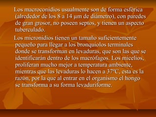 Los macroconidios usualmente son de forma esféricaLos macroconidios usualmente son de forma esférica
(alrededor de los 8 a 14 µm de diámetro), con paredes(alrededor de los 8 a 14 µm de diámetro), con paredes
de gran grosor, no poseen septos, y tienen un aspectode gran grosor, no poseen septos, y tienen un aspecto
tuberculado.tuberculado.
Los micronidios tienen un tamaño suficientementeLos micronidios tienen un tamaño suficientemente
pequeño para llegar a los bronquiolos terminalespequeño para llegar a los bronquiolos terminales
donde se transforman en levaduras, que son las que sedonde se transforman en levaduras, que son las que se
identificarán dentro de los macrófagos. Los micelios,identificarán dentro de los macrófagos. Los micelios,
proliferan mucho mejor a temperatura ambiente,proliferan mucho mejor a temperatura ambiente,
mientras que las levaduras lo hacen a 37ºC, esta es lamientras que las levaduras lo hacen a 37ºC, esta es la
razón, por la que al entrar en el organismo el hongorazón, por la que al entrar en el organismo el hongo
se transforma a su forma levaduriforme.se transforma a su forma levaduriforme.
 