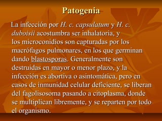 PatogeniaPatogenia
La infección porLa infección por H. c. capsulatumH. c. capsulatum yy H. c.H. c.
duboisiiduboisii acostumbra ser inhalatoria, yacostumbra ser inhalatoria, y
los microconidios son capturadas por loslos microconidios son capturadas por los
macrófagos pulmonares, en los que germinanmacrófagos pulmonares, en los que germinan
dandodando blastosporasblastosporas. Generalmente son. Generalmente son
destruidas en mayor o menor plazo, y ladestruidas en mayor o menor plazo, y la
infección es abortiva o asintomática, pero eninfección es abortiva o asintomática, pero en
casos de inmunidad celular deficiente, se liberancasos de inmunidad celular deficiente, se liberan
del fagolisosoma pasando a citoplasma, dondedel fagolisosoma pasando a citoplasma, donde
se multiplican libremente, y se reparten por todose multiplican libremente, y se reparten por todo
el organismo.el organismo.
 