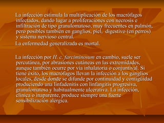 La infección estimula la multiplicación de los macrófagosLa infección estimula la multiplicación de los macrófagos
infectados, dando lugar a proliferaciones con necrosis einfectados, dando lugar a proliferaciones con necrosis e
infiltración de tipo granulomatoso, muy frecuentes en pulmón,infiltración de tipo granulomatoso, muy frecuentes en pulmón,
pero posibles también en ganglios, piel, digestivo (en perros)pero posibles también en ganglios, piel, digestivo (en perros)
y sistema nervioso central.y sistema nervioso central.
La enfermedad generalizada es mortal.La enfermedad generalizada es mortal.
La infección porLa infección por H. c. farciminosumH. c. farciminosum en cambio, suele seren cambio, suele ser
percutánea, por abrasiones cutáneas en las extremidades,percutánea, por abrasiones cutáneas en las extremidades,
aunque también ocurre por vía inhalatoria o conjuntival. Siaunque también ocurre por vía inhalatoria o conjuntival. Si
tiene éxito, los macrófagos llevan la infección a los gangliostiene éxito, los macrófagos llevan la infección a los ganglios
locales, desde donde se difunde por continuidad y contigüidadlocales, desde donde se difunde por continuidad y contigüidad
produciendo una linfadenitis con linfangitis progresiva,produciendo una linfadenitis con linfangitis progresiva,
granulomatosa y habitualmente ulcerativa. La infección,granulomatosa y habitualmente ulcerativa. La infección,
clínica o inaparente, produce siempre una fuerteclínica o inaparente, produce siempre una fuerte
sensibilización alérgica.sensibilización alérgica.
 