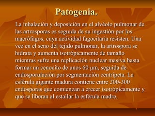 Patogenia.Patogenia.
La inhalación y deposición en el alvéolo pulmonar deLa inhalación y deposición en el alvéolo pulmonar de
las artrosporas es seguida de su ingestión por loslas artrosporas es seguida de su ingestión por los
macrófagos, cuya actividad fagocitaria resisten. Unamacrófagos, cuya actividad fagocitaria resisten. Una
vez en el seno del tejido pulmonar, la artrospora sevez en el seno del tejido pulmonar, la artrospora se
hidrata y aumenta isotrópicamente de tamañohidrata y aumenta isotrópicamente de tamaño
mientras sufre una replicación nuclear masiva hastamientras sufre una replicación nuclear masiva hasta
formar un cenocito de unos 60 μm, seguida deformar un cenocito de unos 60 μm, seguida de
endosporulación por segmentación centrípeta. Laendosporulación por segmentación centrípeta. La
esférula gigante madura contiene entre 200-300esférula gigante madura contiene entre 200-300
endosporas que comienzan a crecer isotrópicamente yendosporas que comienzan a crecer isotrópicamente y
que se liberan al estallar la esférula madre.que se liberan al estallar la esférula madre.
 