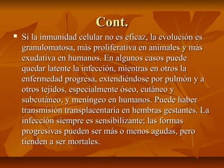 Cont.Cont.
 Si la inmunidad celular no es eficaz, la evolución esSi la inmunidad celular no es eficaz, la evolución es
granulomatosa, más proliferativa en animales y másgranulomatosa, más proliferativa en animales y más
exudativa en humanos. En algunos casos puedeexudativa en humanos. En algunos casos puede
quedar latente la infección, mientras en otros laquedar latente la infección, mientras en otros la
enfermedad progresa, extendiéndose por pulmón y aenfermedad progresa, extendiéndose por pulmón y a
otros tejidos, especialmente óseo, cutáneo yotros tejidos, especialmente óseo, cutáneo y
subcutáneo, y meníngeo en humanos. Puede habersubcutáneo, y meníngeo en humanos. Puede haber
transmisión transplacentaria en hembras gestantes. Latransmisión transplacentaria en hembras gestantes. La
infección siempre es sensibilizante; las formasinfección siempre es sensibilizante; las formas
progresivas pueden ser más o menos agudas, peroprogresivas pueden ser más o menos agudas, pero
tienden a ser mortales.tienden a ser mortales.
 