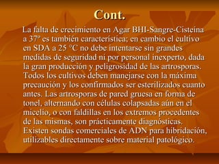 Cont.Cont.
La falta de crecimiento en Agar BHI-Sangre-CisteínaLa falta de crecimiento en Agar BHI-Sangre-Cisteína
a 37º es también característica; en cambio el cultivoa 37º es también característica; en cambio el cultivo
en SDA a 25 °C no debe intentarse sin grandesen SDA a 25 °C no debe intentarse sin grandes
medidas de seguridad ni por personal inexperto, dadamedidas de seguridad ni por personal inexperto, dada
la gran producción y peligrosidad de las artrosporas.la gran producción y peligrosidad de las artrosporas.
Todos los cultivos deben manejarse con la máximaTodos los cultivos deben manejarse con la máxima
precaución y los confirmados ser esterilizados cuantoprecaución y los confirmados ser esterilizados cuanto
antes. Las artrosporas de pared gruesa en forma deantes. Las artrosporas de pared gruesa en forma de
tonel, alternando con células colapsadas aún en eltonel, alternando con células colapsadas aún en el
micelio, o con faldillas en los extremos procedentesmicelio, o con faldillas en los extremos procedentes
de las mismas, son prácticamente diagnósticas.de las mismas, son prácticamente diagnósticas.
Existen sondas comerciales de ADN para hibridación,Existen sondas comerciales de ADN para hibridación,
utilizables directamente sobre material patológicoutilizables directamente sobre material patológico..
 