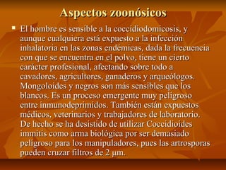Aspectos zoonósicosAspectos zoonósicos
 El hombre es sensible a la coccidiodomicosis, yEl hombre es sensible a la coccidiodomicosis, y
aunque cualquiera está expuesto a la infecciónaunque cualquiera está expuesto a la infección
inhalatoria en las zonas endémicas, dada la frecuenciainhalatoria en las zonas endémicas, dada la frecuencia
con que se encuentra en el polvo, tiene un ciertocon que se encuentra en el polvo, tiene un cierto
carácter profesional, afectando sobre todo acarácter profesional, afectando sobre todo a
cavadores, agricultores, ganaderos y arqueólogos.cavadores, agricultores, ganaderos y arqueólogos.
Mongoloides y negros son más sensibles que losMongoloides y negros son más sensibles que los
blancos. Es un proceso emergente muy peligrosoblancos. Es un proceso emergente muy peligroso
entre inmunodeprimidos. También están expuestosentre inmunodeprimidos. También están expuestos
médicos, veterinarios y trabajadores de laboratorio.médicos, veterinarios y trabajadores de laboratorio.
De hecho se ha desistido de utilizar CoccidioidesDe hecho se ha desistido de utilizar Coccidioides
immitis como arma biológica por ser demasiadoimmitis como arma biológica por ser demasiado
peligroso para los manipuladores, pues las artrosporaspeligroso para los manipuladores, pues las artrosporas
pueden cruzar filtros de 2 μm.pueden cruzar filtros de 2 μm.
 