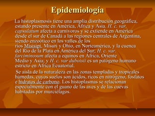 EpidemiologíaEpidemiología
La histoplasmosis tiene una amplia distribución geográfica,La histoplasmosis tiene una amplia distribución geográfica,
estando presente en América, África y Asia.estando presente en América, África y Asia. H. c. var.H. c. var.
capsulatumcapsulatum afecta a carnívoros y se extiende en Américaafecta a carnívoros y se extiende en América
desde el sur de Canadá a las regiones centrales de Argentina,desde el sur de Canadá a las regiones centrales de Argentina,
siendo enzoótico en los valles de lossiendo enzoótico en los valles de los
ríosríos MisisipiMisisipi, Misuri y Ohio, en Norteamérica, y la cuenca, Misuri y Ohio, en Norteamérica, y la cuenca
del Río de la Plata en América del Sur;del Río de la Plata en América del Sur; H. c. var.H. c. var.
farciminosumfarciminosum afecta a equinos en África, Orienteafecta a equinos en África, Oriente
Medio y Asia; yMedio y Asia; y H. c. var duboisiiH. c. var duboisii es un patógeno humanoes un patógeno humano
estricto en África Ecuatorial.estricto en África Ecuatorial.
Se aísla de la naturaleza en las zonas templadas y tropicalesSe aísla de la naturaleza en las zonas templadas y tropicales
húmedas, cuyos suelos son ácidos, ricos en nitrógeno, fosfatoshúmedas, cuyos suelos son ácidos, ricos en nitrógeno, fosfatos
ee hidratos de carbonohidratos de carbono. Los histoplasmas se relacionan. Los histoplasmas se relacionan
especialmente con el guano de las aves y de las cuevasespecialmente con el guano de las aves y de las cuevas
habitadas por murciélagos.habitadas por murciélagos.
 