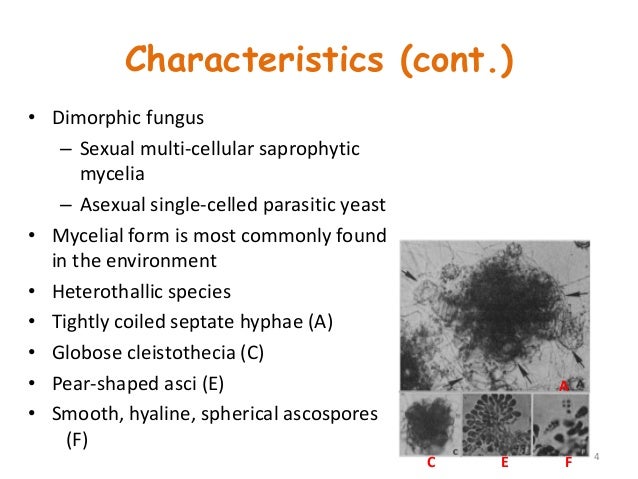 histoplasmosis mycelial form