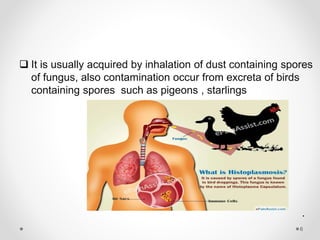  It is usually acquired by inhalation of dust containing spores
of fungus, also contamination occur from excreta of birds
containing spores such as pigeons , starlings
.
6
 