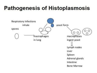 pathogenesis
 
