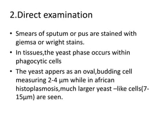 2.Direct examination
• Smears of sputum or pus are stained with
giemsa or wright stains.
• In tissues,the yeast phase occurs within
phagocytic cells
• The yeast appers as an oval,budding cell
measuring 2-4 µm while in african
histoplasmosis,much larger yeast –like cells(7-
15µm) are seen.
 