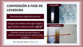 CONVERSIÓN A FASE DE
LEVADURA
Necesaria para diagnóstico preciso
Se logra con medios como agar sangre o
agar infusión cerebro-corazón a 35-37°
Colonias suaves de color blanco a
marrón, en microscopio se observan las
levaduras
Braz J Microbiol. 2006 Jan; 37(1): 1–13.
Fase micelial
Fase de levadura
 