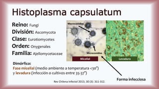 Histoplasma capsulatum
Reino: Fungi
División: Ascomycota
Clase: Eurotiomycetes
Orden: Onygenales
Familia: Ajellomycetaceae
Dimórfico:
Fase micelial (medio ambiente a temperatura <30°)
y levadura (infección o cultivos entre 35-37°)
Rev Chilena Infectol 2013; 30 (3): 311-312.
Micelial Levadura
Macroconidios
Microconidios
Forma infecciosa
 