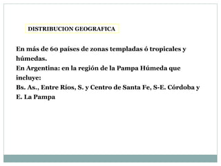 DISTRIBUCION GEOGRAFICA
En más de 60 países de zonas templadas ó tropicales y
húmedas.
En Argentina: en la región de la Pampa Húmeda que
incluye:
Bs. As., Entre Ríos, S. y Centro de Santa Fe, S-E. Córdoba y
E. La Pampa
 