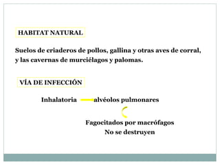 HABITAT NATURAL
Suelos de criaderos de pollos, gallina y otras aves de corral,
y las cavernas de murciélagos y palomas.
VÍA DE INFECCIÓN
Inhalatoria alvéolos pulmonares
Fagocitados por macrófagos
No se destruyen
 