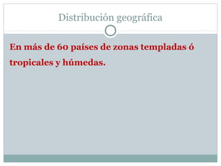 Distribución geográfica
En más de 60 países de zonas templadas ó
tropicales y húmedas.
 
