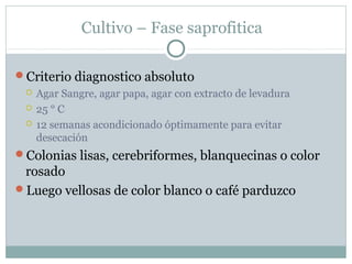 Cultivo – Fase saprofitica
Criterio diagnostico absoluto
 Agar Sangre, agar papa, agar con extracto de levadura
 25 ° C
 12 semanas acondicionado óptimamente para evitar
desecación
Colonias lisas, cerebriformes, blanquecinas o color
rosado
Luego vellosas de color blanco o café parduzco
 