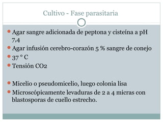 Cultivo - Fase parasitaria
Agar sangre adicionada de peptona y cisteína a pH
7,4
Agar infusión cerebro-corazón 5 % sangre de conejo
37 ° C
Tensión CO2
Micelio o pseudomicelio, luego colonia lisa
Microscópicamente levaduras de 2 a 4 micras con
blastosporas de cuello estrecho.
 