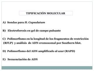 TIPIFICACIÓN MOLECULAR
A) Sondas para H. Capsulatum
B) Electroforesis en gel de campo pulsante
C) Polimorfismo en la longitud de los fragmentos de restricción
(RFLP) y análisis de ADN cromosomal por Southern blot.
D) Polimorfismo del ADN amplificado al azar (RAPD)
E) Secuenciación de ADN
 
