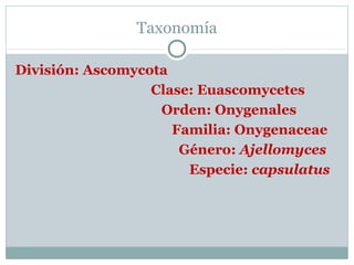 Taxonomía
División: Ascomycota
Clase: Euascomycetes
Orden: Onygenales
Familia: Onygenaceae
Género: Ajellomyces
Especie: capsulatus
 