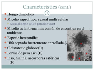 Characteristics (cont.)
Hongo dimorfico
Micelio saprofitico; sexual multi celular
 Asexual single-celled parasitic yeast
Micelio es la forma mas común de encontrar en el
ambiente.
Especie heterotálica
Hifa septada fuertemente enrrollada.(A)
Cleistotecio globoso(C)
Forma de pera asci (E)
Liso, hialina, ascosporas esféricas
(F)
8
A
C
E
F
 