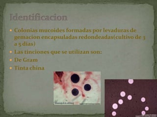  Colonias mucoides formadas por levaduras de
gemacion encapsuladas redondeadas(cultivo de 3
a 5 dias)
 Las tinciones que se utilizan son:
 De Gram
 Tinta china
 