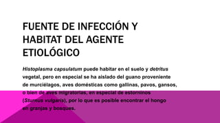 FUENTE DE INFECCIÓN Y
HABITAT DEL AGENTE
ETIOLÓGICO
Histoplasma capsulatum puede habitar en el suelo y detritus
vegetal, pero en especial se ha aislado del guano proveniente
de murciélagos, aves domésticas como gallinas, pavos, gansos,
o bien de aves migratorias, en especial de estorninos
(Sturnus vulgaris), por lo que es posible encontrar el hongo
en granjas y bosques.
 