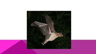 Chiroptera
 