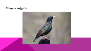 Sturnus vulgaris
 