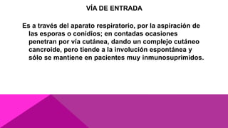 VÍA DE ENTRADA
Es a través del aparato respiratorio, por la aspiración de
las esporas o conidios; en contadas ocasiones
penetran por vía cutánea, dando un complejo cutáneo
cancroide, pero tiende a la involución espontánea y
sólo se mantiene en pacientes muy inmunosuprimidos.
 