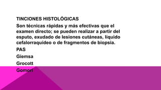 TINCIONES HISTOLÓGICAS
Son técnicas rápidas y más efectivas que el
examen directo; se pueden realizar a partir del
esputo, exudado de lesiones cutáneas, líquido
cefalorraquídeo o de fragmentos de biopsia.
PAS
Giemsa
Grocott
Gomori
 