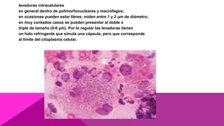 levaduras intracelulares
en general dentro de polimorfonucleares y macrófagos;
en ocasiones pueden estar libres; miden entre 1 y 2 μm de diámetro;
en muy contados casos se pueden presentar al doble o
triple de tamaño (4-6 μm). Por lo regular las levaduras tienen
un halo refringente que simula una cápsula, pero que corresponde
al límite del citoplasma celular.
 
