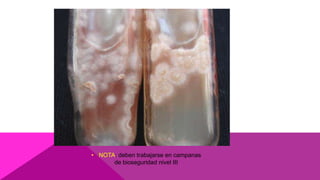 • NOTA: deben trabajarse en campanas
de bioseguridad nivel III
 