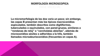 MORFOLOGÍA MICROSCOPICA
FASE MICELIAL
La micromorfología de las dos varía un poco; sin embargo,
las cepas B presentan más los típicos macroconidios
espiculados, también descritos como digitiformes,
tuberculados o equinulados, con pared gruesa, similares a
“rondanas de reloj” o “corcholatas abiertas”, además de
microconidios sésiles o adheridos a la hifa, también
llamados microaleurioconidios (frecuentes en cepas A).
 