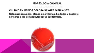 MORFOLOGÍA COLONIAL
FASE LEVADURIFORME
CULTIVO EN MEDIOS GELOSA SANGRE O BHI A 37°C
Colonias: pequeñas, blanco-amarillentas, limitadas y bastante
similares a las de Staphylococcus epidermidis.
 