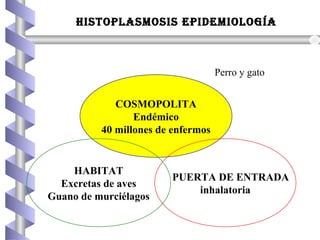 HISTOPLASMOSIS EPIDEMIOLOGÍA
COSMOPOLITA
Endémico
40 millones de enfermos
PUERTA DE ENTRADA
inhalatoria
HABITAT
Excretas de aves
Guano de murciélagos
Perro y gato
 
