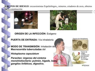 PUERTA DE ENTRADA: Vía inhalatoria
MODO DE TRANSMISIÓN: Inhalación de
Macroconidia tuberculadas del
Histoplasma capsulatum
Parasitan: órganos del sistema
monohistiocitario: pulmón, hígado, bazo,
ganglios linfáticos, digestivo.
ORIGEN DE LA INFECCIÓN: Exógeno
GRUPOS DE RIESGO: excursionistas Espeleólogos,, mineros, criadores de aves, obreros
de la construcción
 