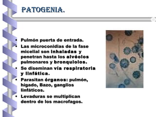 PATOgenIA.PATOgenIA.
• Pulmón puerta de entrada.Pulmón puerta de entrada.
• Las microconidias de la faseLas microconidias de la fase
micelial sonmicelial son inhaladasinhaladas yy
penetran hasta lospenetran hasta los alvéolosalvéolos
pulmonares ypulmonares y bronquiolos.bronquiolos.
• Se diseminanSe diseminan vía respiratoriavía respiratoria
y linfáticay linfática ..
• ParasitanParasitan órganosórganos: pulmón,: pulmón,
hígado, Bazo, ganglioshígado, Bazo, ganglios
linfáticos.linfáticos.
• Levaduras se multiplicanLevaduras se multiplican
dentro de los macrofagos.dentro de los macrofagos.
 