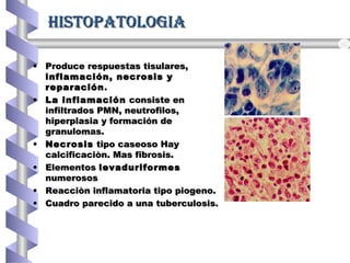 HISTOPATOLOgIAHISTOPATOLOgIA
• Produce respuestas tisulares,Produce respuestas tisulares,
inflamación, necrosis yinflamación, necrosis y
reparaciónreparación ..
• La inflamaciónLa inflamación consiste enconsiste en
infiltrados PMN, neutrofilos,infiltrados PMN, neutrofilos,
hiperplasia y formación dehiperplasia y formación de
granulomas.granulomas.
• NecrosisNecrosis tipo caseoso Haytipo caseoso Hay
calcificaciòn. Mas fibrosis.calcificaciòn. Mas fibrosis.
• ElementosElementos levaduriformeslevaduriformes
numerososnumerosos
• Reacciòn inflamatoria tipo piogeno.Reacciòn inflamatoria tipo piogeno.
• Cuadro parecido a una tuberculosis.Cuadro parecido a una tuberculosis.
 