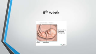8th week